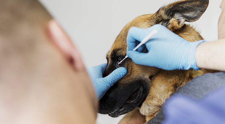 kutya szem problémák állatorvos