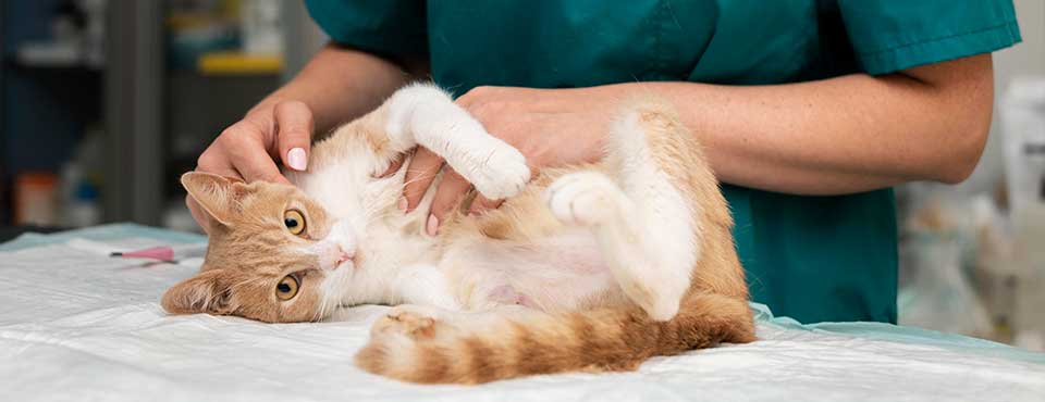 Minden, amit a macskák védőoltásairól tudnod kell
